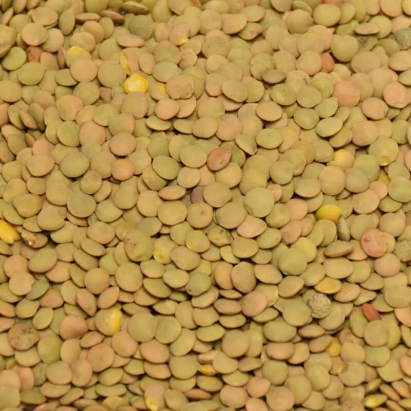 Čočka velkozrnná Život bez lepku