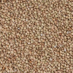 Pohanka kroupa Šmajstrla